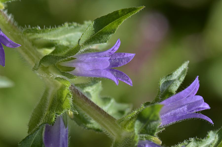 Campanula spicata / Campanula spigata